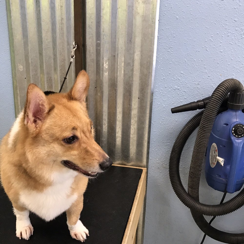 Wash The Dog - Oh! Yes!! Finally, looking good for the girls... happy Rhys the Corgi - Pet Groomers Near Me - Puyallup, Washington Wash The Dog - Oh! Yes!! Finally, looking good for the girls... happy Rhys the Corgi - Pet Groomers Near Me - Puyallup, Washington