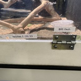 they know the date that these beardies hatched and the price shown