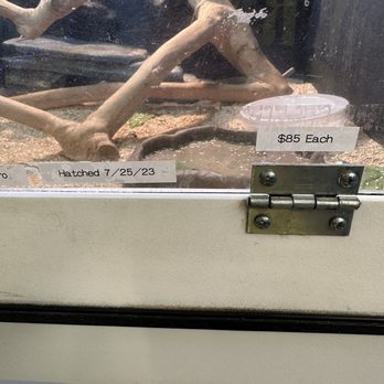 Curious Creatures - they know the date that these beardies hatched and the price shown - Pet Boarding Near Me - Chicago, Illinois