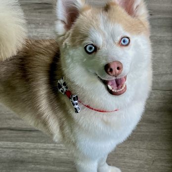 Sadie's Grooming - Pet Groomers Near Me - Dallas, Texas