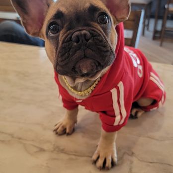 Y Not A Frenchie - Isaac helped me get my baby! This is Twoey! - Pet Breeders Near Me Y Not A Frenchie - Isaac helped me get my baby! This is Twoey! - Pet Breeders Near Me