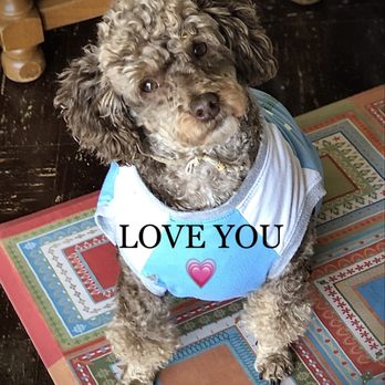 Wolf Run Veterinary Clinic - Finn my Service Dog saying how much he Loved Me through his Amazing Eyes! - Veterinarians Near Me - Muncy, Pennsylvania