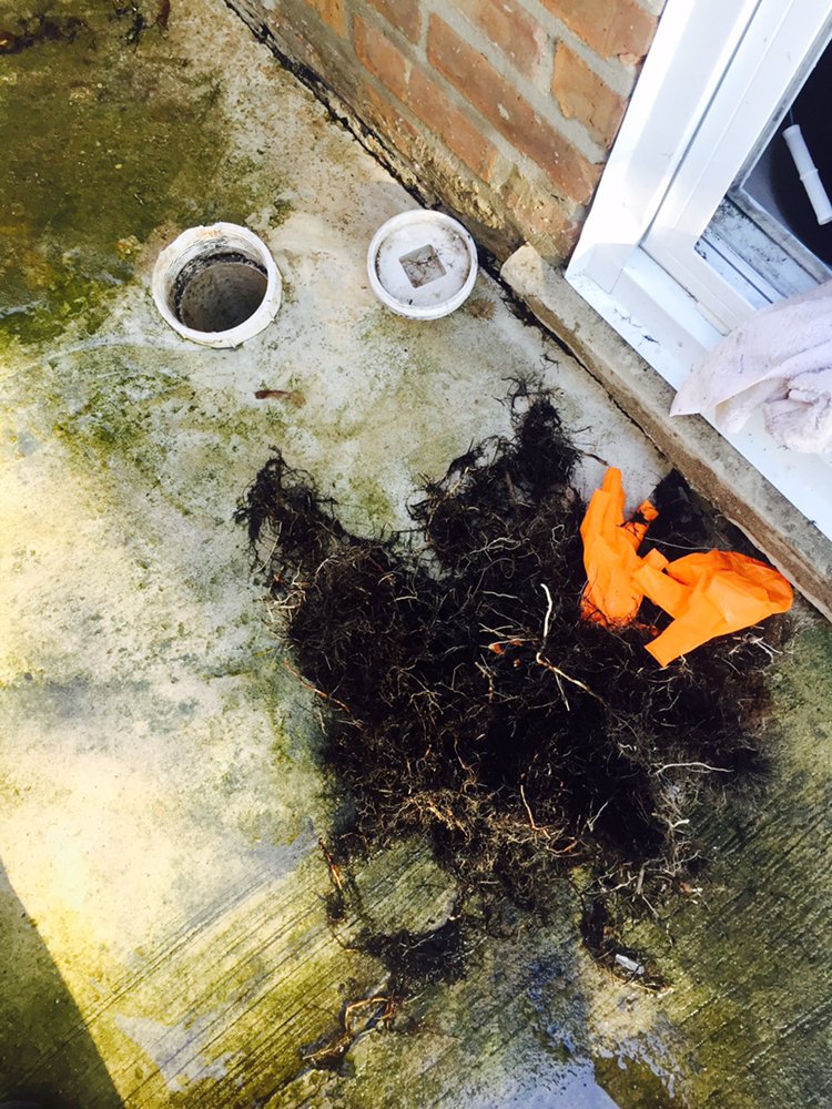 Slide of Master Rooter