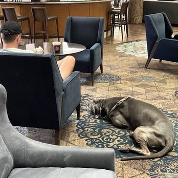 Hyatt Regency Austin - Dog in the bar - Hotels Near Me - Austin, Texas Hyatt Regency Austin - Dog in the bar - Hotels Near Me - Austin, Texas