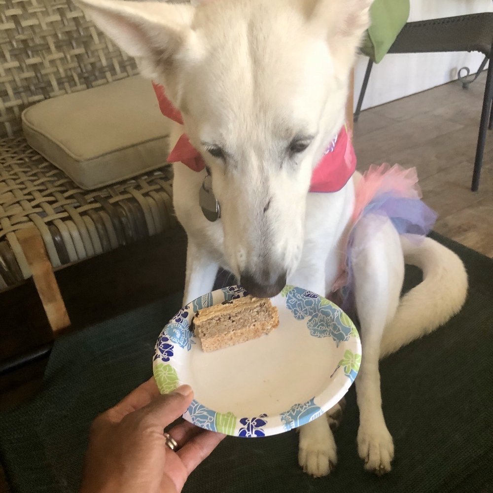 Wiggle Butts - Dottie sniffing her cake! - Pet Stores Near Me - Arlington, Texas Wiggle Butts - Dottie sniffing her cake! - Pet Stores Near Me - Arlington, Texas