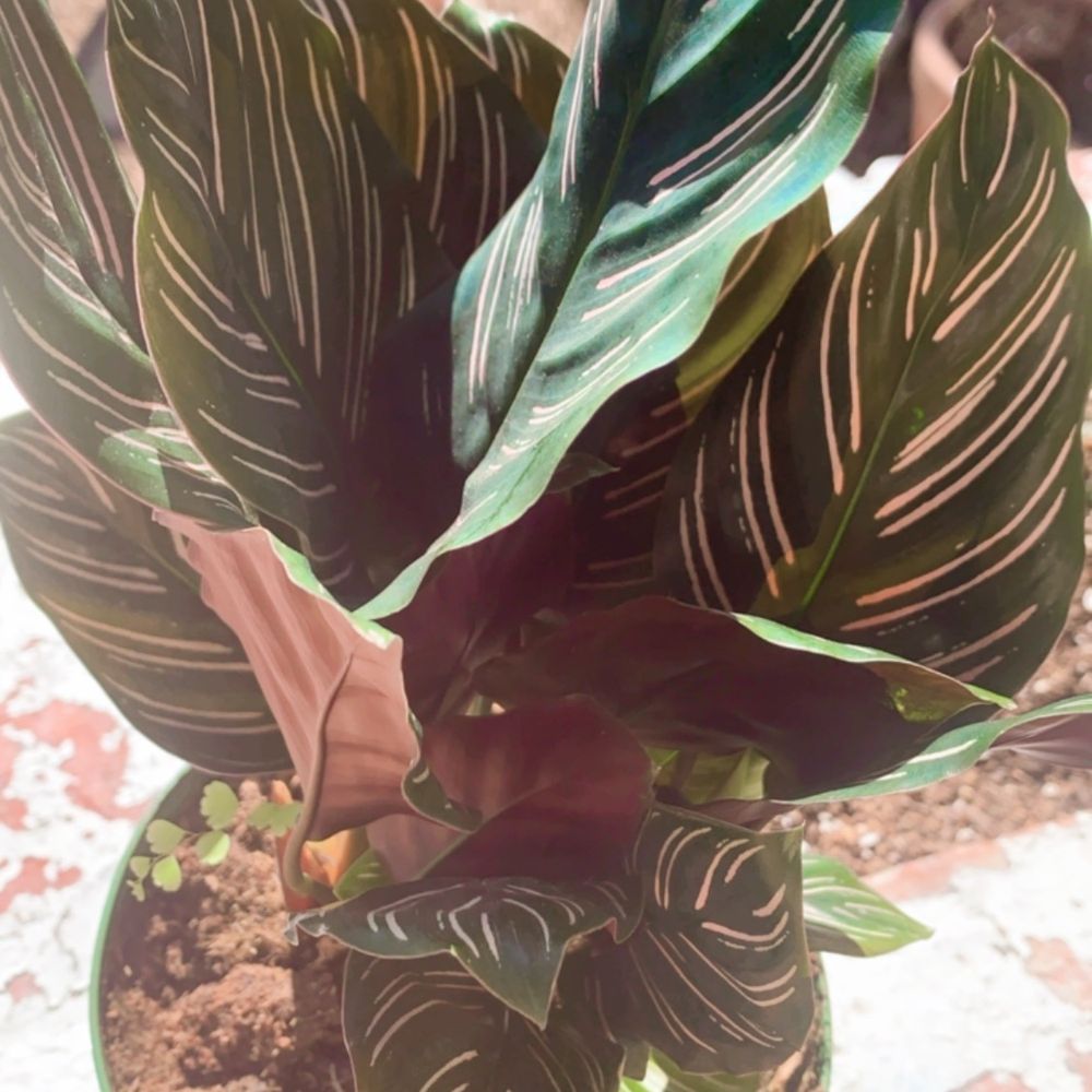 Zonkey - Prayer plant - Toy Stores Near Me - San Jose, California Zonkey - Prayer plant - Toy Stores Near Me - San Jose, California