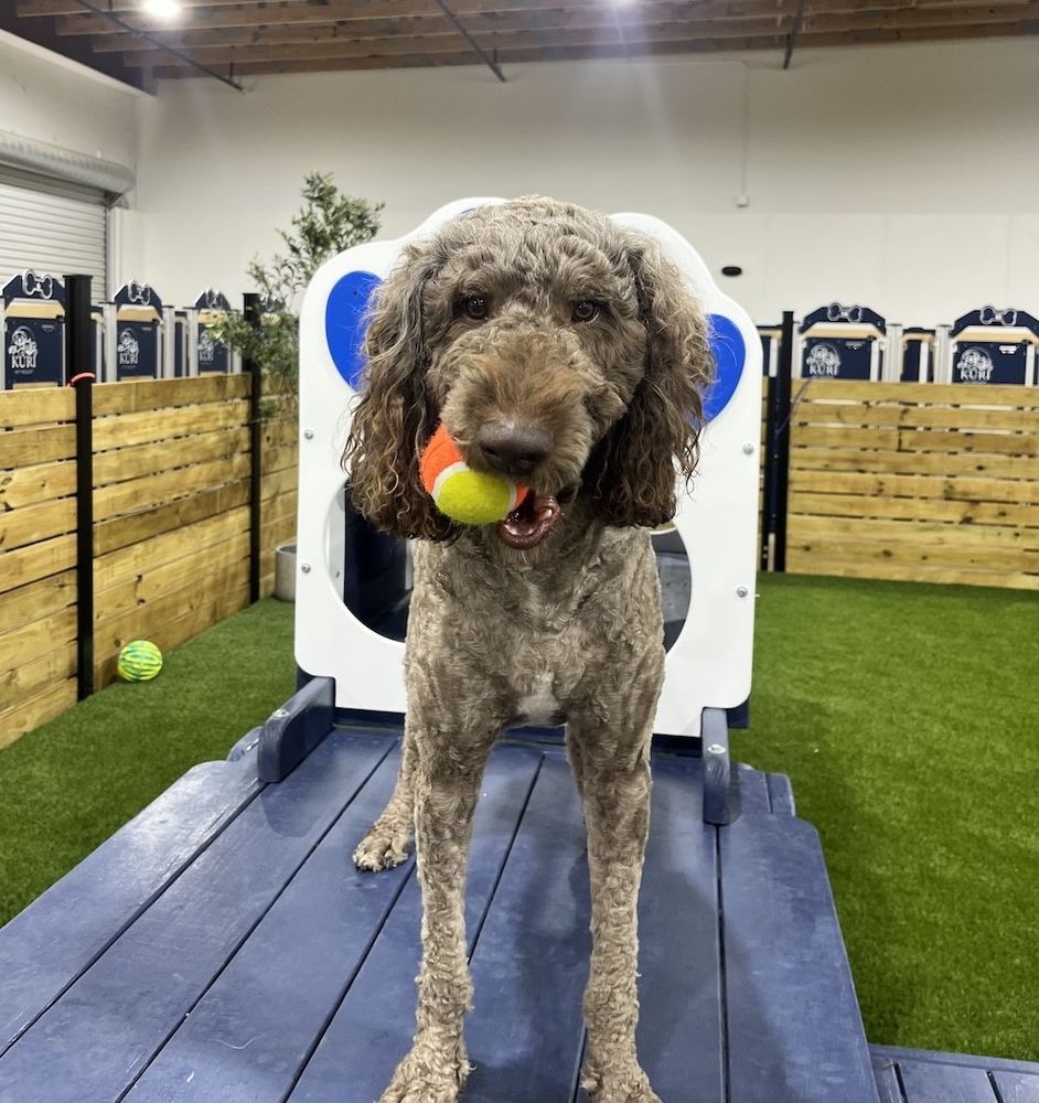 Kuri Pet Resort - pet boarding facility in San Marcos, TX