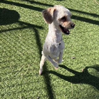 Downey Animal Care Center - Pet Adoption Near Me - Downey, California