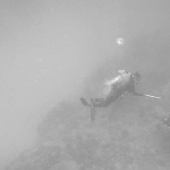 Kaimana Divers - Turtle! - Scuba Diving Near Me - Honolulu, Hawaii