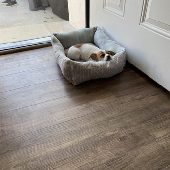 I C A R E Dog Rescue - Lil guy hanging in his new bed. - Animal Shelters Near Me - Corona, California I C A R E Dog Rescue - Lil guy hanging in his new bed. - Animal Shelters Near Me - Corona, California