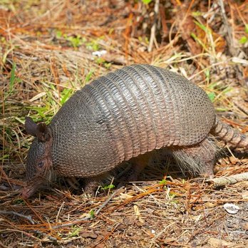Proteck Wildlife Solutions - Pest Control Near Me - Winter Springs, Florida Proteck Wildlife Solutions - Pest Control Near Me - Winter Springs, Florida