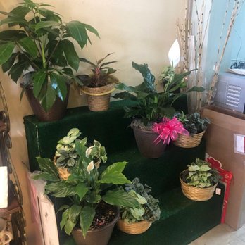 Executive Flowers - Pathetic selection of plants. Does not match what is shown on their website. - Florists Near Me - El Paso, Texas