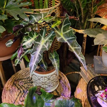 Tansy - Home Decor Near Me - Burbank, California