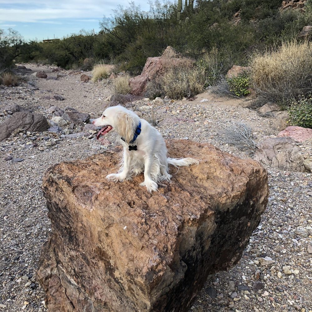 Canine Territory - Pet Sitting Near Me - Tucson, Arizona Canine Territory - Pet Sitting Near Me - Tucson, Arizona