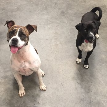 Astro Kennels 2 - Pet Training Near Me - Greenville, South Carolina Astro Kennels 2 - Pet Training Near Me - Greenville, South Carolina