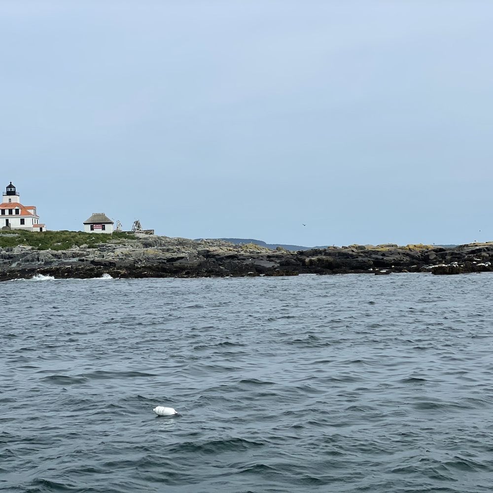 Bar Harbor Whale Watch - Whale Watching Tours Near Me - Bar Harbor, Maine