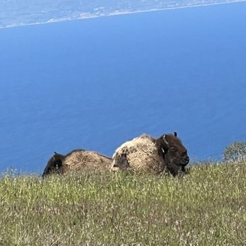 Catalina Island - Bison enjoying the day! We took the 10 am tour and spotted 6 Bison. - Local Flavor Near Me Catalina Island - Bison enjoying the day! We took the 10 am tour and spotted 6 Bison. - Local Flavor Near Me