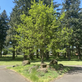 Earl Boyles Park - A nice tree/rock moment between diverging paths - Parks Near Me - Portland, Oregon