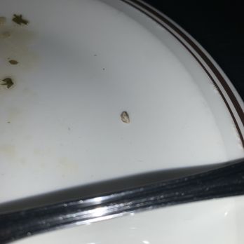 Tony & Adam's Restaurant - Snail shell? - Canadian (New) Near Me - Thunder Bay, Ontario Tony & Adam's Restaurant - Snail shell? - Canadian (New) Near Me - Thunder Bay, Ontario