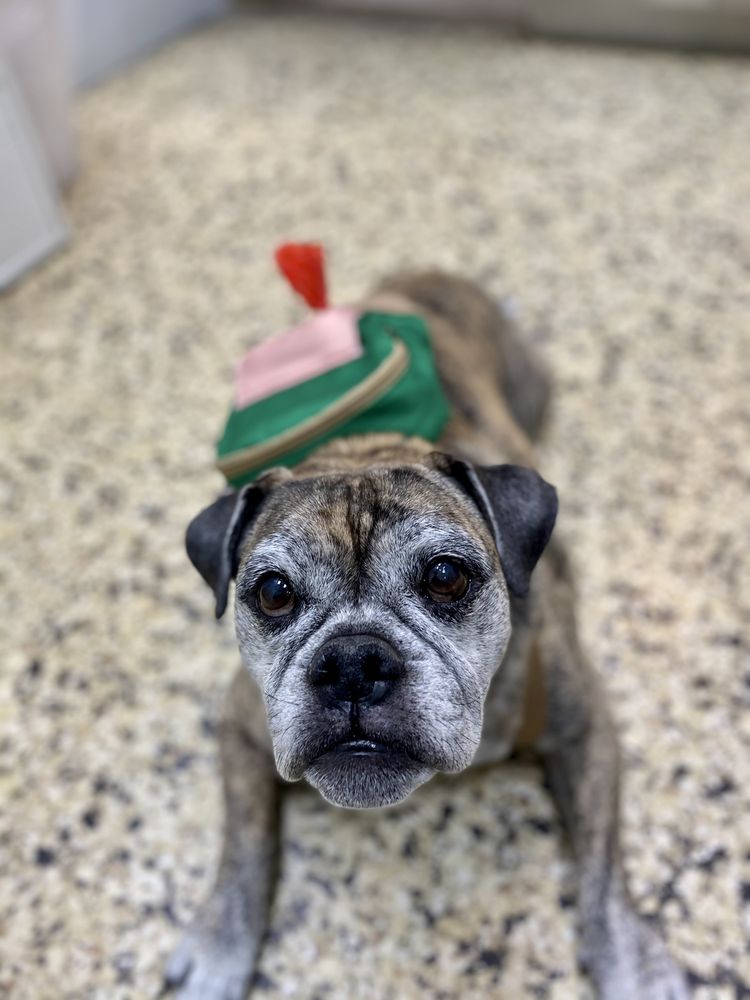 PARK SLOPE VETERINARY CENTER Updated October 2024 61 Photos & 130 Reviews 639 4th Ave