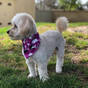 Viva La Pooch - Biscuit got a bath, hair trim and nail trim - Pet Groomers Near Me - Mission Viejo, California Viva La Pooch - Biscuit got a bath, hair trim and nail trim - Pet Groomers Near Me - Mission Viejo, California