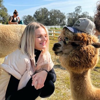 Canzelle Alpacas - Farms Near Me - Carpinteria, California Canzelle Alpacas - Farms Near Me - Carpinteria, California