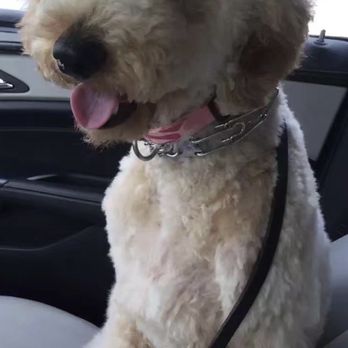 Bark Bath - 3rd time bath here. Sooo much love - Pet Groomers Near Me - Walnut, California