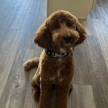 La Casa Del Perro - Rocky my golden doodle - Pet Groomers Near Me - Reno, Nevada La Casa Del Perro - Rocky my golden doodle - Pet Groomers Near Me - Reno, Nevada