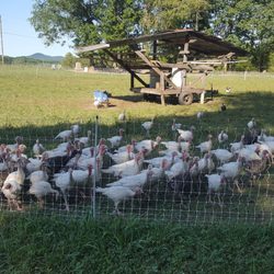 Field of Dreams Farm