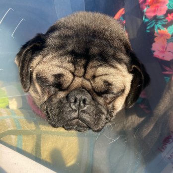 Stanton Pet Hospital - Sedated Pup. - Veterinarians Near Me - Stanton, California Stanton Pet Hospital - Sedated Pup. - Veterinarians Near Me - Stanton, California