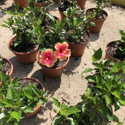 Longview Garden - Gorgeous colored flowers