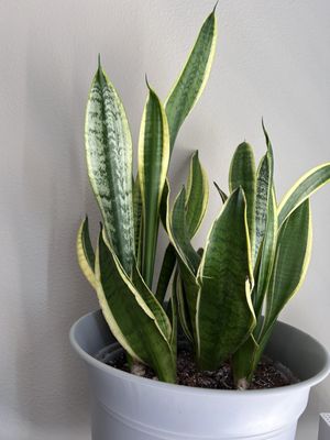 Home Services at the Home Depot