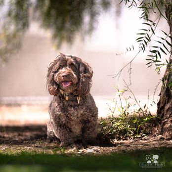 Fluff N Flash Pet Photography - Pet Photography Near Me Fluff N Flash Pet Photography - Pet Photography Near Me