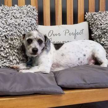 All About Paws - Pet Groomers Near Me - Hillside, New Jersey