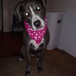 Proud PetABulls alum! Asia Blue - A dog with a black and white coat, wearing a pink bandana with paw print patterns, is sitting on a brown carpeted floor indoors. The background includes a white trash bin and a small sign on a black stand, with a door and wall visible. The dog is looking at the camera with a tilted head.