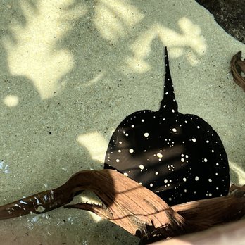 Tennessee Aquarium - Ray - Aquariums Near Me - Chattanooga, Tennessee Tennessee Aquarium - Ray - Aquariums Near Me - Chattanooga, Tennessee