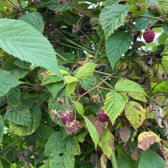 Rowell Bros - Look at these ripe babies - Fruits & Veggies Near Me - Hillsboro, Oregon Rowell Bros - Look at these ripe babies - Fruits & Veggies Near Me - Hillsboro, Oregon
