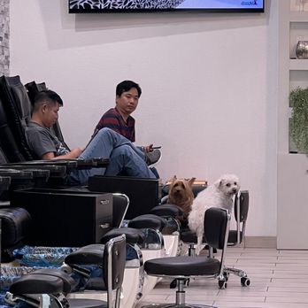 Paradise Nails & Spa - My dog and the owner's dog bonding lol - Nail Salons Near Me - Cedar Park, Texas Paradise Nails & Spa - My dog and the owner's dog bonding lol - Nail Salons Near Me - Cedar Park, Texas