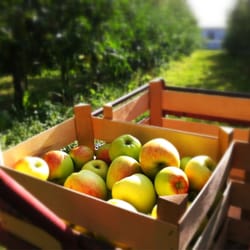 Kildebrønde Frugtplantage - 10 kg friske æbler plukket på en halv time.