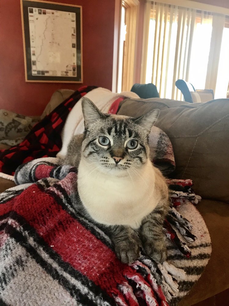 CHRISTINE’S PROFESSIONAL PET CARE 14 Photos 8170 Jewel Ave S