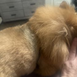 Doggie Do's - Send him home with a matte in the little hair he had left