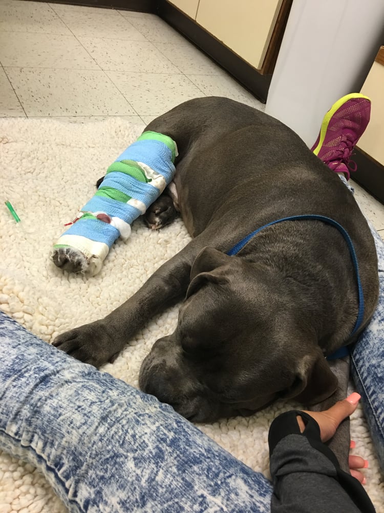 MAIN STREET VETERINARY HOSPITAL 21 Photos & 42 Reviews 11617