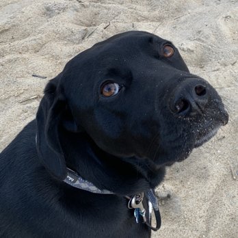 Coastal Animal Hospital - Frisco saved from Advil overdose by Dr. Samson - Veterinarians Near Me - Kitty Hawk, North Carolina Coastal Animal Hospital - Frisco saved from Advil overdose by Dr. Samson - Veterinarians Near Me - Kitty Hawk, North Carolina