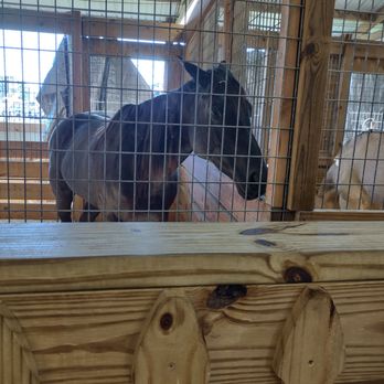 Coastal Carolina Fair - Horse in the agriculture exhibit - Festivals Near Me - Ladson, South Carolina