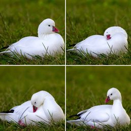 Ross's Goose visiting for winter!! Such a pretty little thing! Ross's Goose visiting for winter!! Such a pretty little thing!