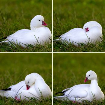 Santa Fe Dam Recreation Area - Ross's Goose visiting for winter!! Such a pretty little thing! - Parks Near Me - Irwindale, California Santa Fe Dam Recreation Area - Ross's Goose visiting for winter!! Such a pretty little thing! - Parks Near Me - Irwindale, California