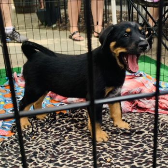 Badger Hill Brewing - a dog in a cage - Breweries Near Me - Shakopee, Minnesota