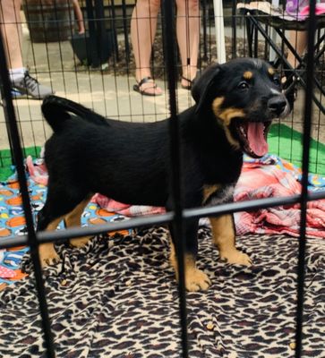 Badger Hill Brewing by null