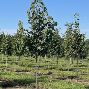 St Aubin Nursery - Nurseries & Gardening Near Me - Kirkland, Illinois St Aubin Nursery - Nurseries & Gardening Near Me - Kirkland, Illinois