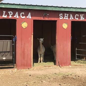 SunCrest Orchard Alpacas - Ranches Near Me - Palisade, Colorado